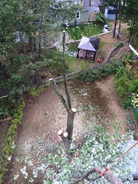 Aerial view of tree removal in backyard, Maple Leaf Tree Service, crane and bucket work