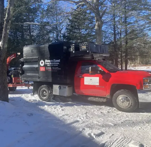 Professional Tree Removal Company