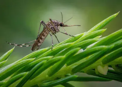 Mosquito control treatment servces