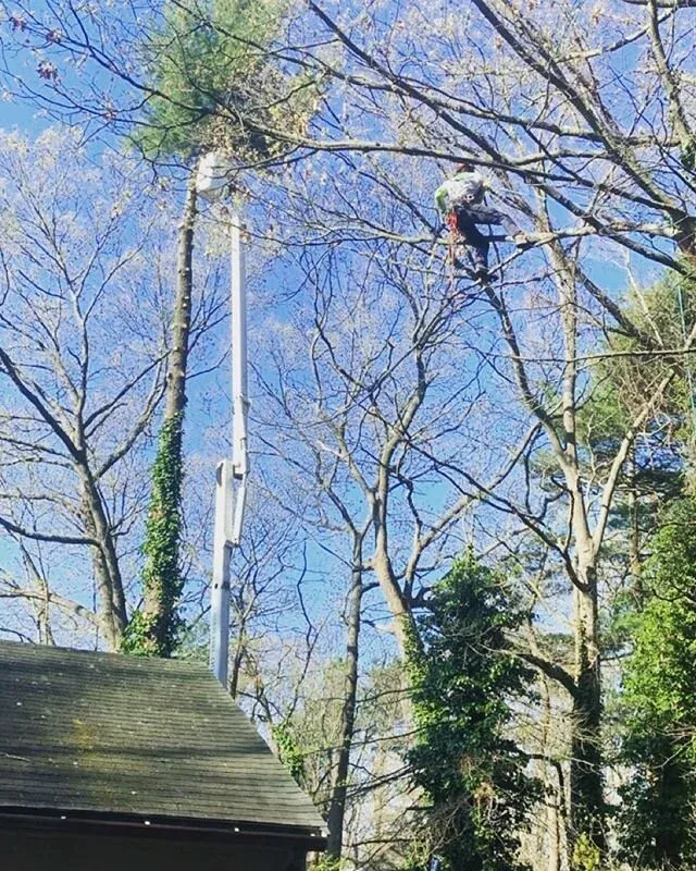 work photo from mchugotreeservice.com