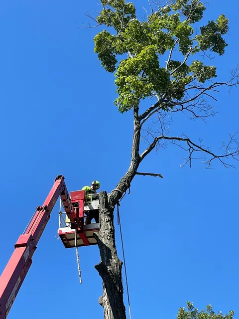 Tree Wise Guys of CT LLC work photo