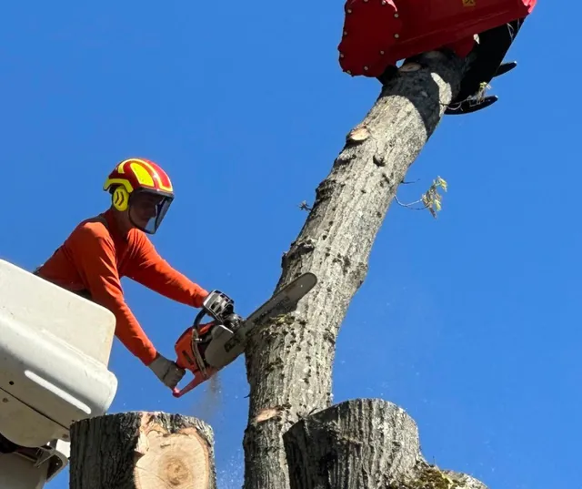 All-Pro Tree Service work photo