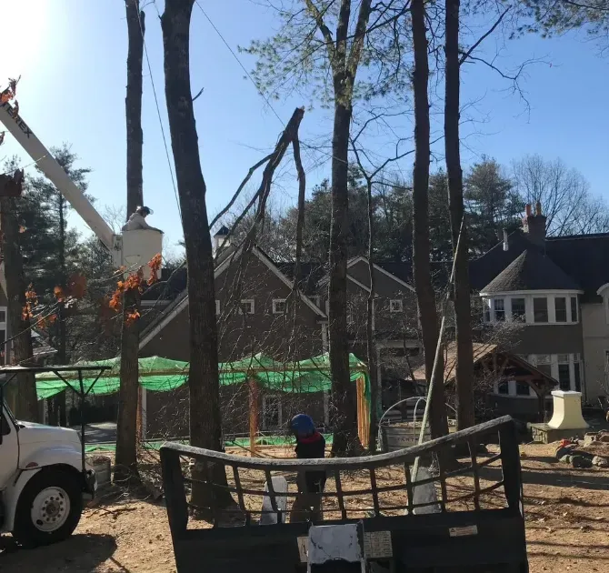Tree removal scene with worker in bucket truck and cut trees in a suburban yard