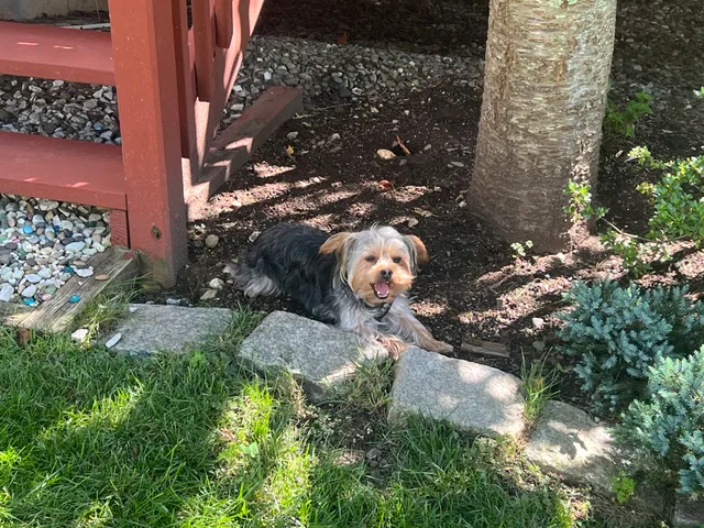 DogWatch of Litchfield County work photo