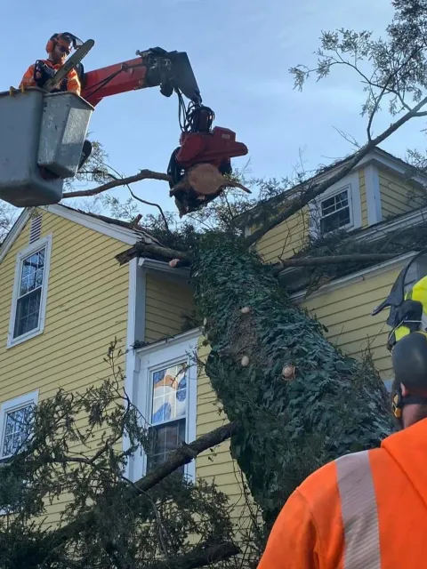 work photo from gotreeservices.com