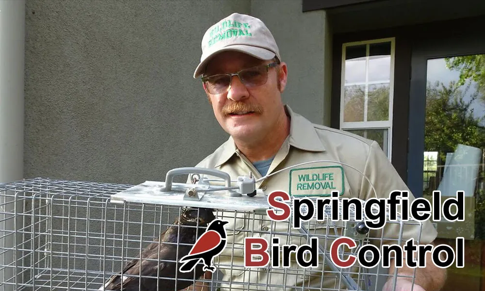 work photo from springfieldbirdcontrol.com