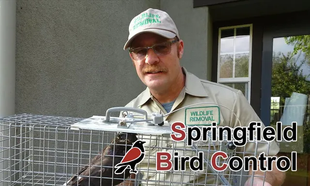 work photo from springfieldbirdcontrol.com