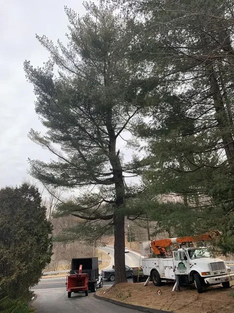 work photo from lnttreeservice.com