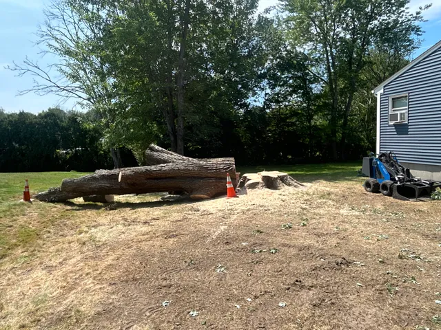 Big Bear Tree Services LLC work photo