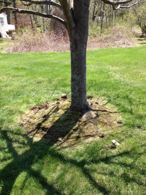 work photo from mebasslandscaping.com