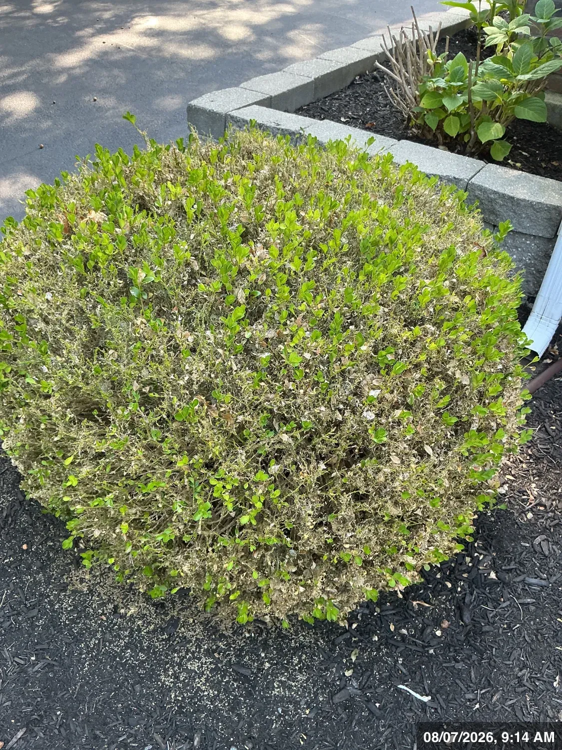 What's Wrong With My Boxwood? A Cape Cod Homeowner's Guide to Leafminer, Volutella, and Boxwood Blight