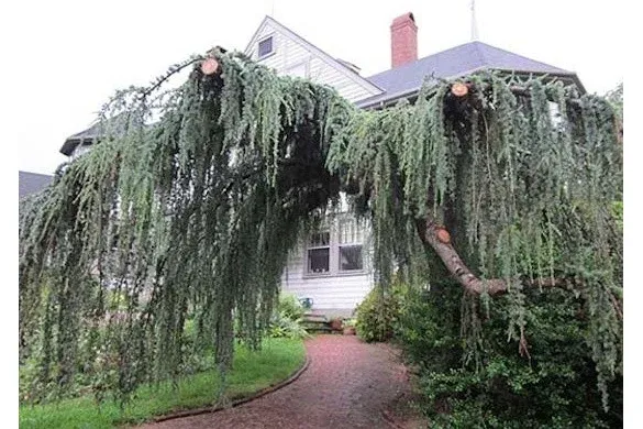 Weeping larch arching over a brick walkway