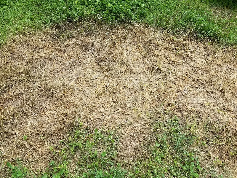 work photo from turfproslawncare.com