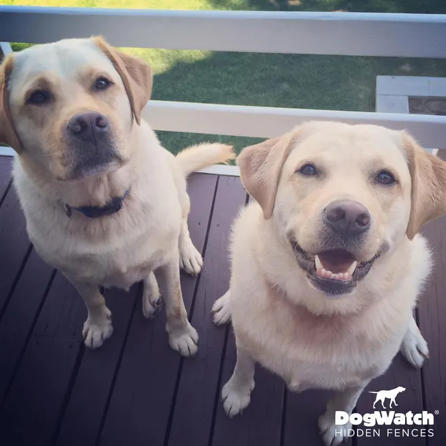 work photo from dogwatchsystems.com
