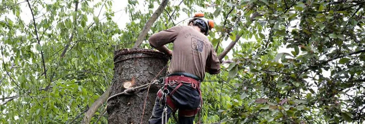 work photo from edwardstreeservicema.com