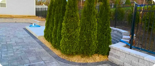 Project idea: arborvitae beside a paver patio and stone wall