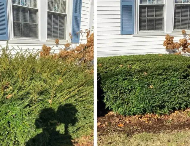 Before and after hedge trimming service at residential property