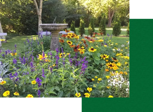 A garden with many flowers and trees