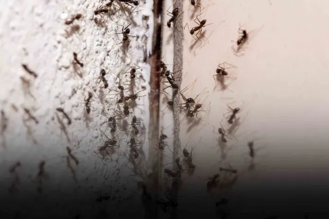 Ant Control