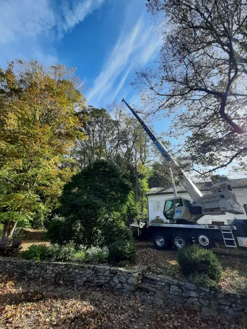 Bob's Tree Service work photo
