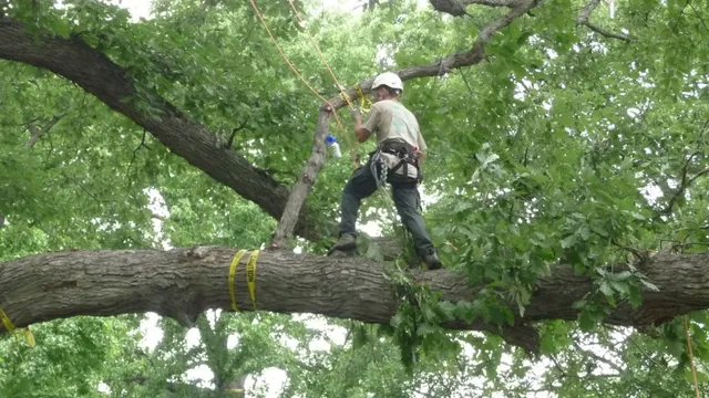 Arbor Tree Service Centerville work photo