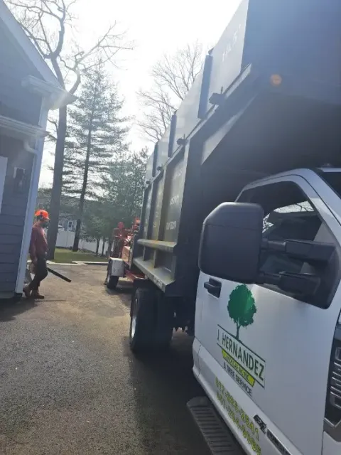 Tree Service