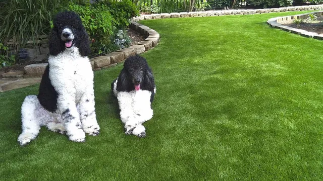 Pet-Friendly Artificial Turf in Connecticut