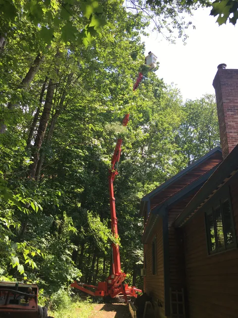Robinson Tree Service Inc. work photo