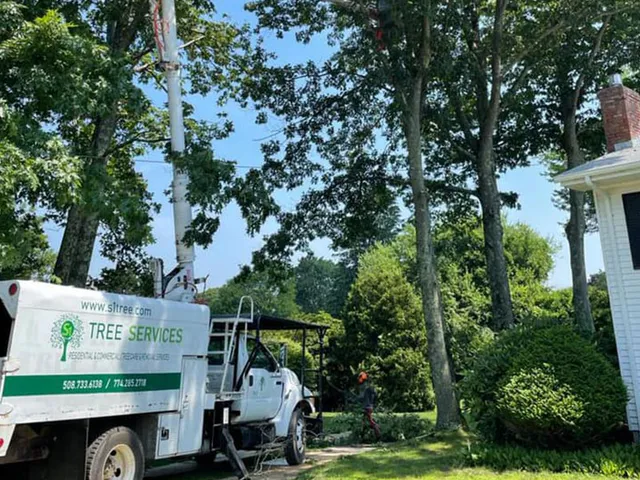 S1 Tree Services work photo