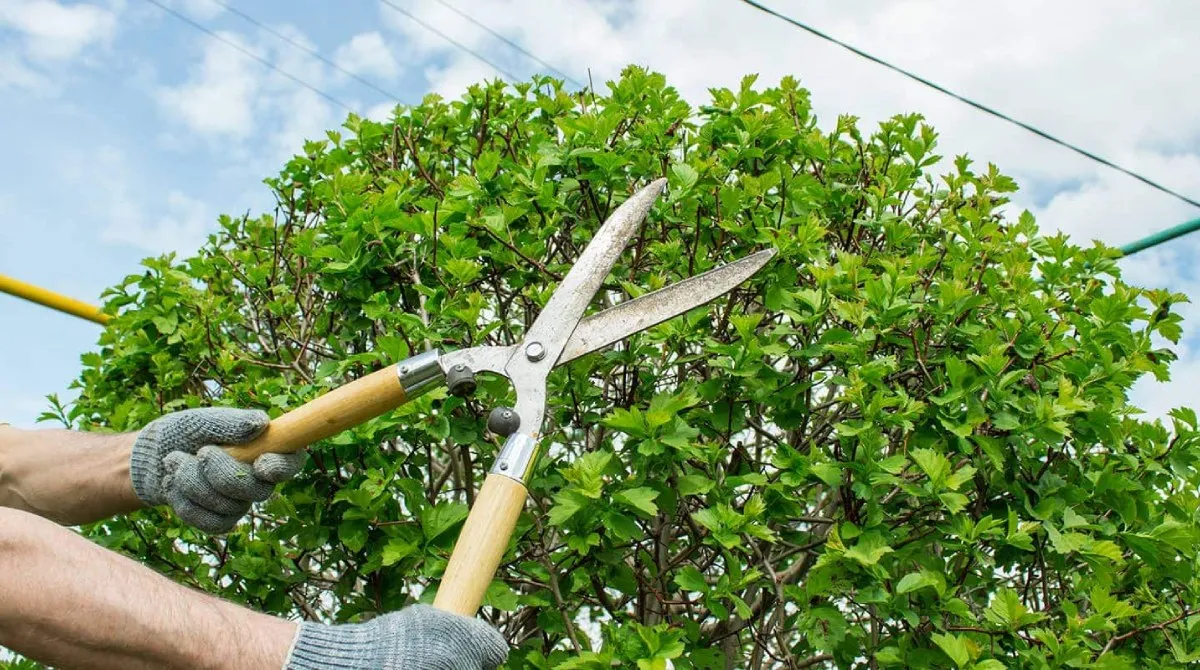 Tree Pruning and Trimming Services