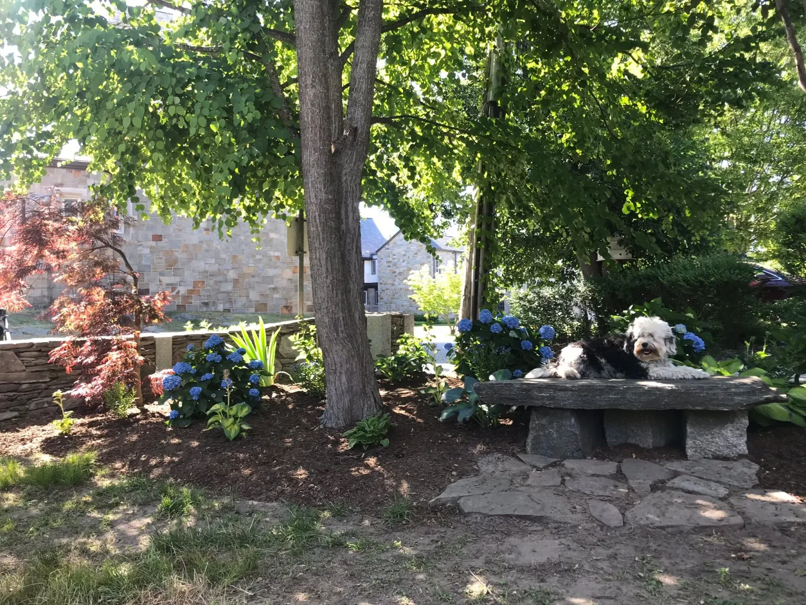 Garden planted around katsura tree. Japanese maple saved. Stone wall and bench.