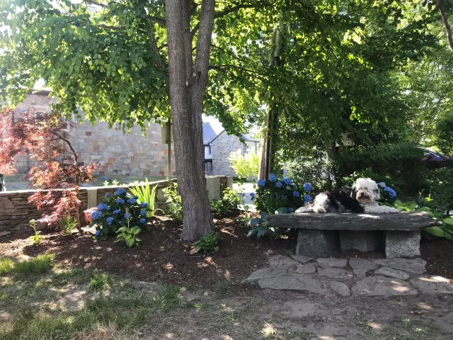Garden planted around katsura tree. Japanese maple saved. Stone wall and bench.