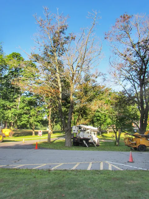 work photo from massstumpandtree.com
