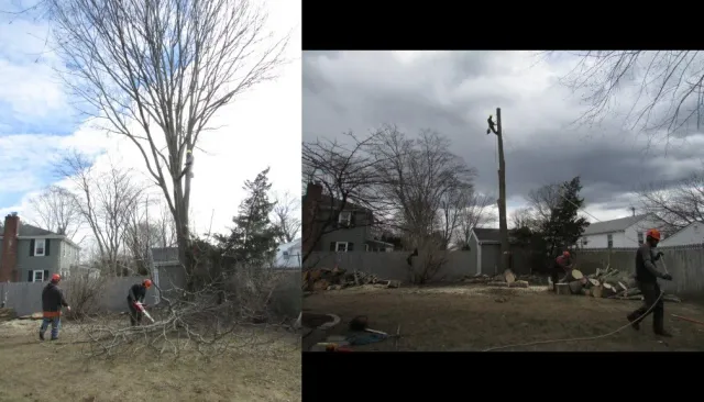 Complete Yard Cleanup