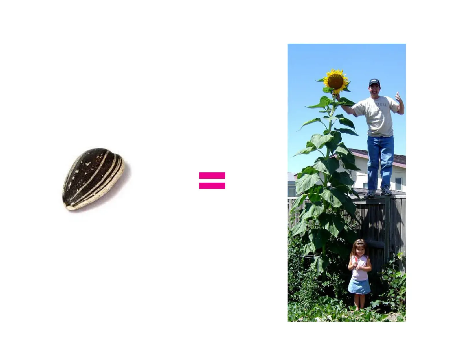 Botanical Performance
