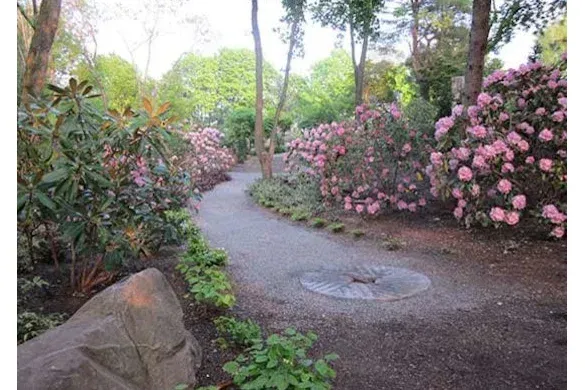 Woodland gravel path through mature rhododendron plantings