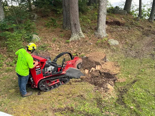 Donovan Tree Experts, LLC work photo