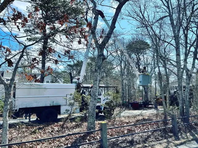 All Tree researched project photo