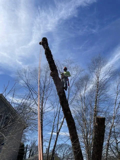work photo from treeservicemadecol.com