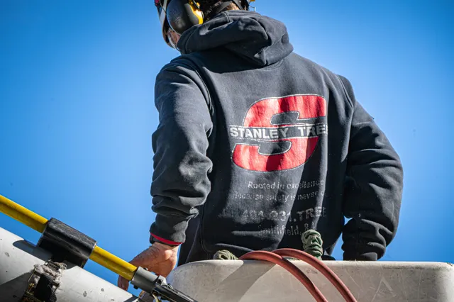 work photo from stanleytree.com