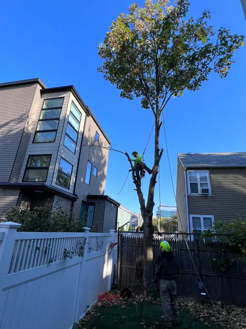 Cambridge Landscape work photo