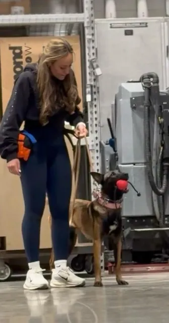 Massachusetts Mold Dog