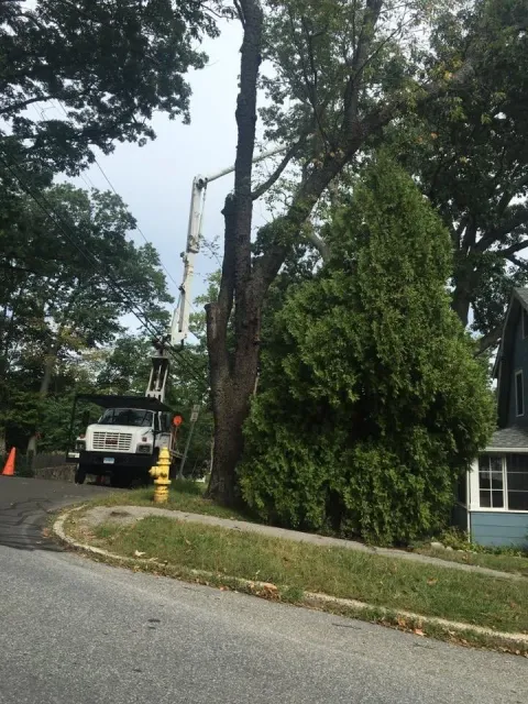 work photo from sandovaltreeservice.com