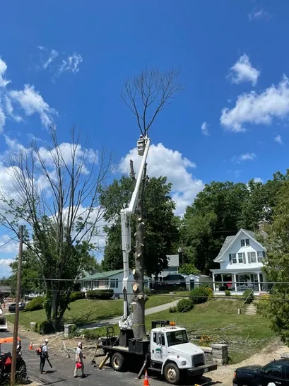 work photo from 12treecompany.com