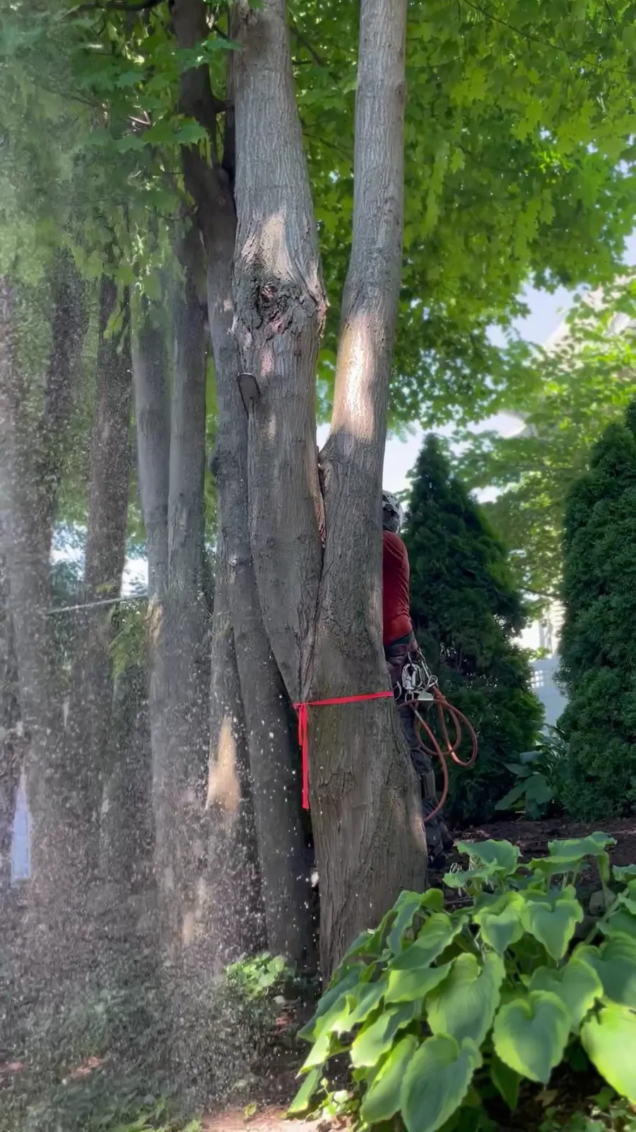 Tico Tree Service researched project photo