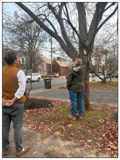 Tree-assement