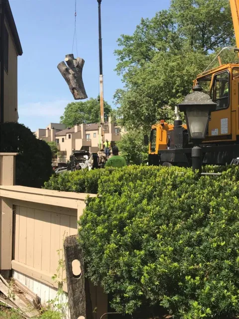 work photo from lifetreeservicesllc.com