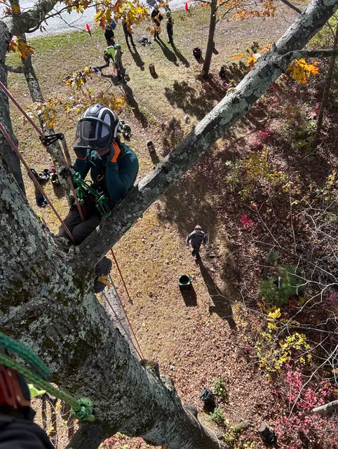 John Field Tree Service work photo