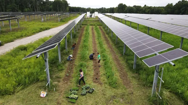 Image of solar panels in a field.