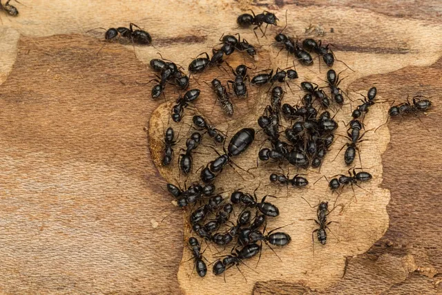 Evolve Pest Control LLC